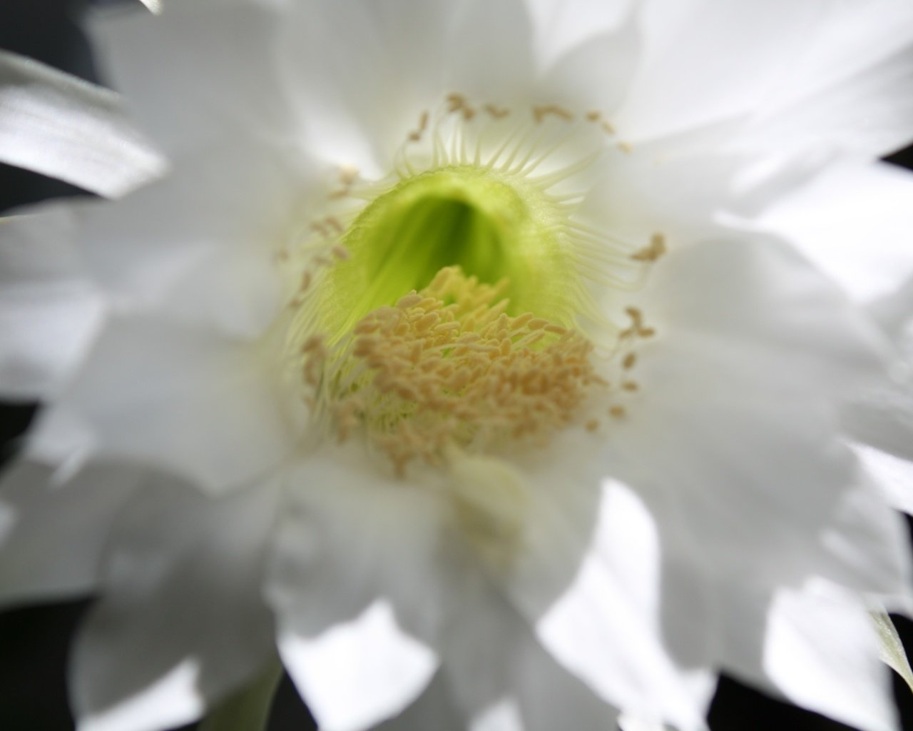 Обои макро, тычинки, кактус, macro, stamens, cactus разрешение 4272x2848 Загрузить