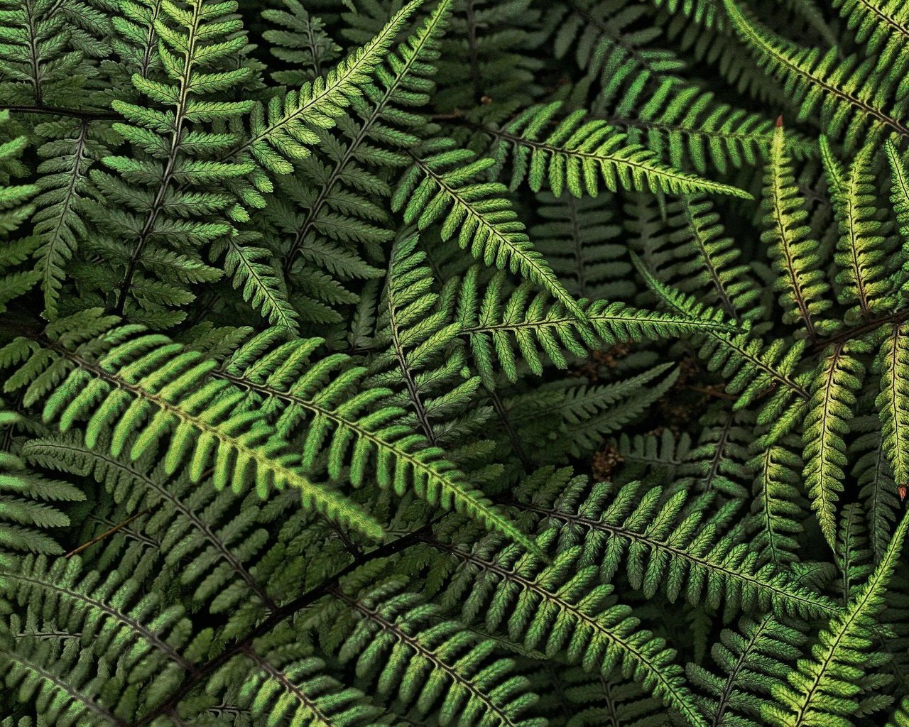 Обои лес, листья, папоротник, forest, leaves, fern разрешение 1920x1200 Загрузить