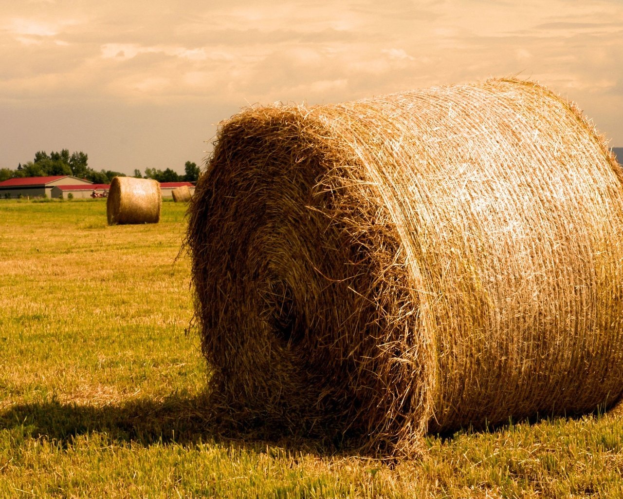 Обои поле, сено, солома, тюк, тюки, рулоны, field, hay, straw, bale, bales, rolls разрешение 1920x1440 Загрузить