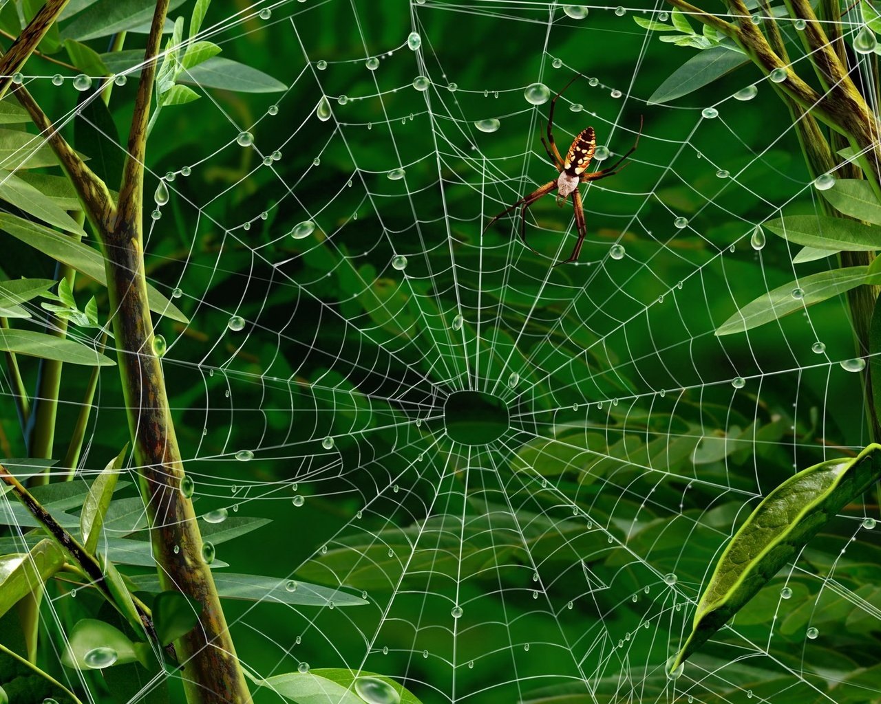 Обои листья, паук, паутина, leaves, spider, web разрешение 1920x1200 Загрузить