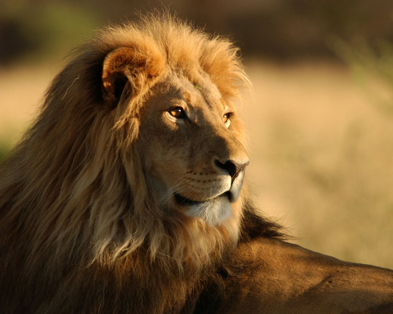 Обои животные, африка, львов, львы, дикие кошки, саванна, animals wallpapers, animals, africa, lions, wild cats, savannah разрешение 2560x1600 Загрузить