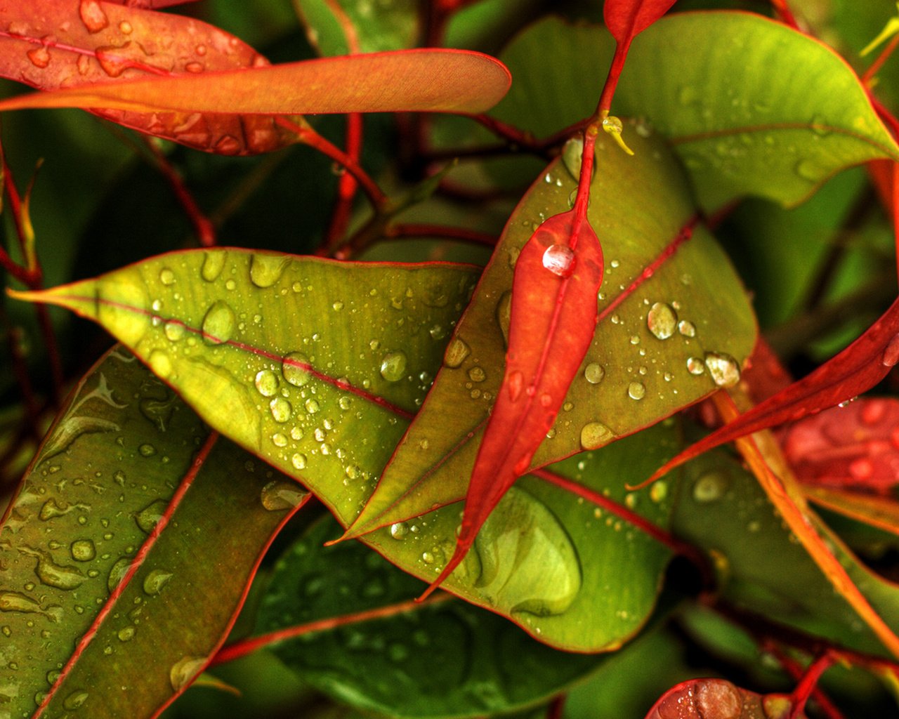 Обои осень, капельки, листочки, autumn, droplets, leaves разрешение 1920x1200 Загрузить