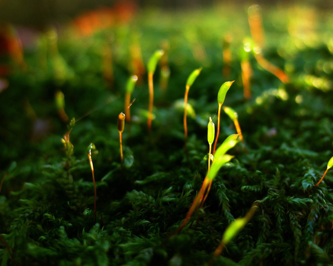 Обои мох, жизнь, растение.побеги, возрождение, moss, life, plant.shoots, revival разрешение 1920x1200 Загрузить