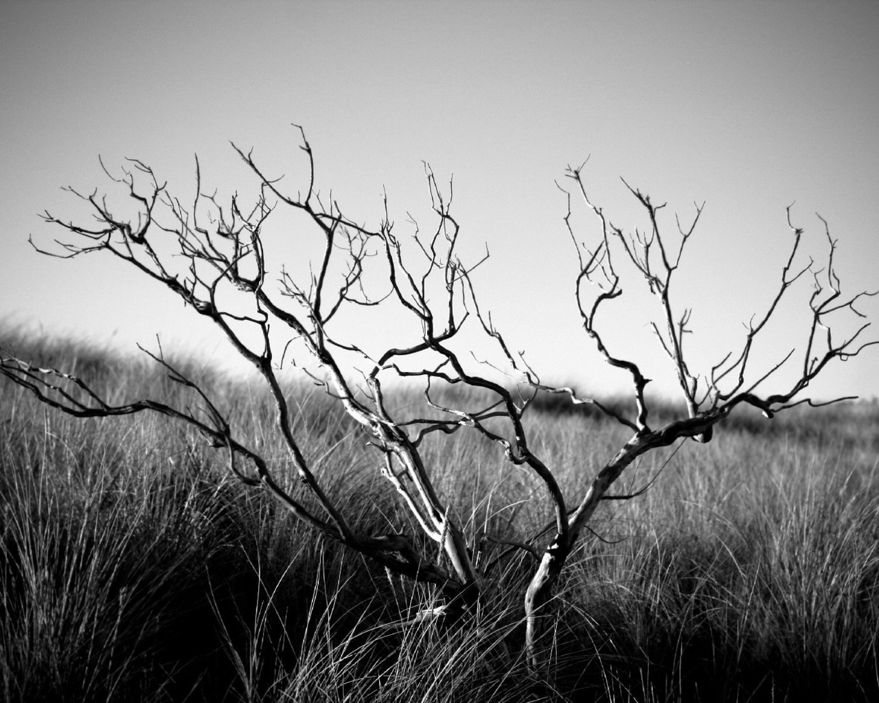 Обои трава, дерево, настроение, пейзаж, чёрно-белое, смерть, уныние, grass, tree, mood, landscape, black and white, death разрешение 1920x1200 Загрузить