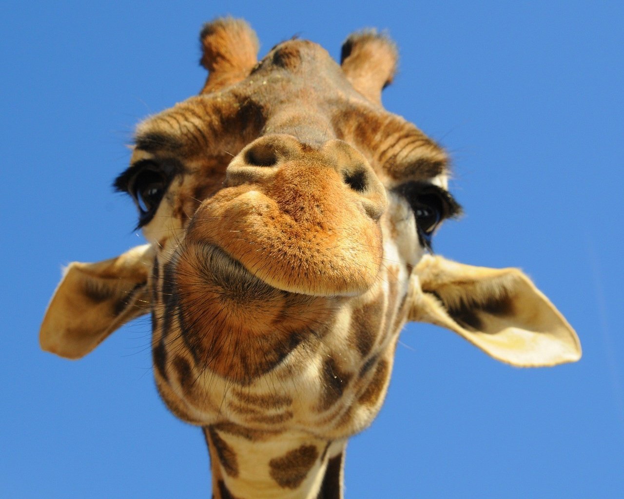 Обои морда, небо, животное, жираф, face, the sky, animal, giraffe разрешение 1920x1200 Загрузить