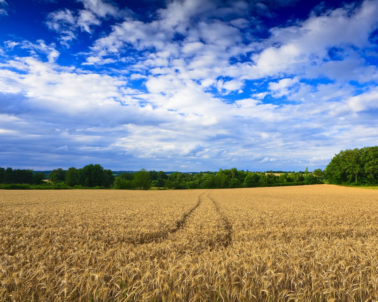 Обои деревья, обои, пейзаж, поле, пшеница, следы, trees, wallpaper, landscape, field, wheat, traces разрешение 2500x1667 Загрузить