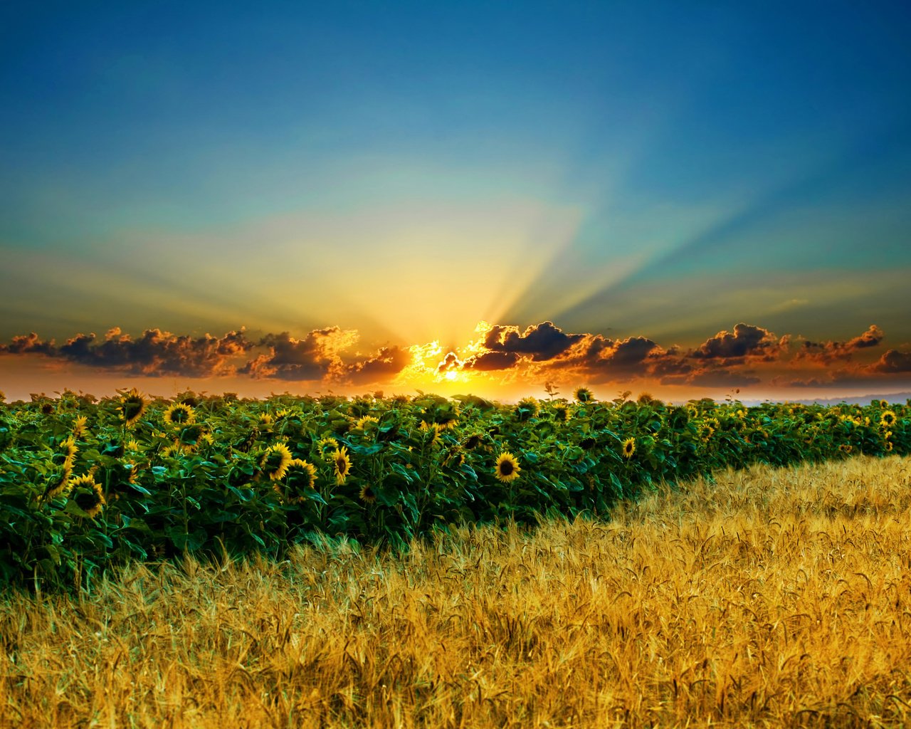 Обои небо, облака, солнце, поле, колосья, подсолнухи, the sky, clouds, the sun, field, ears, sunflowers разрешение 2560x1600 Загрузить