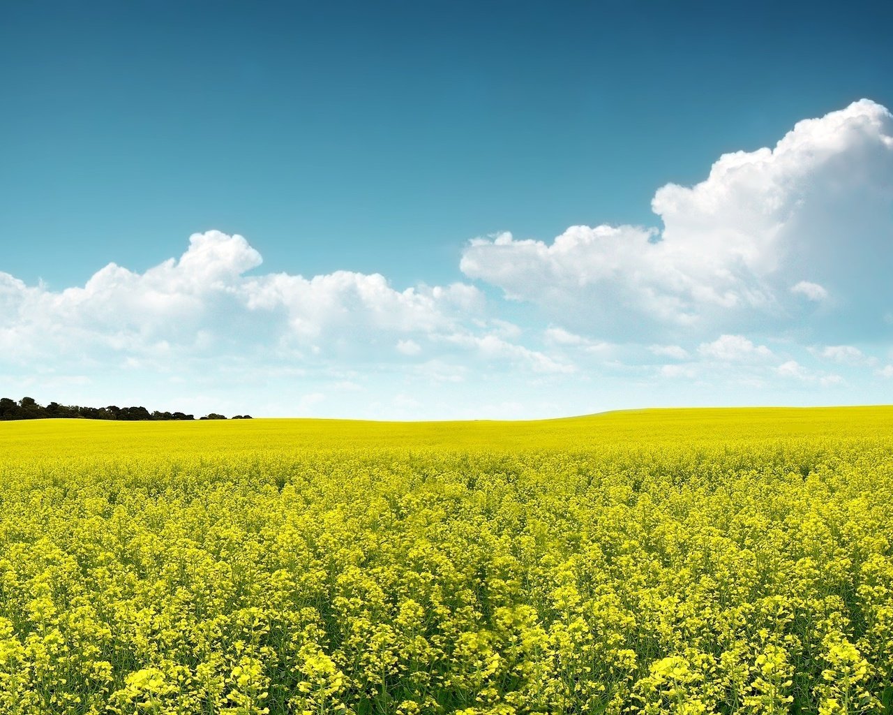 Обои небо, цветы, поле, the sky, flowers, field разрешение 1920x1200 Загрузить