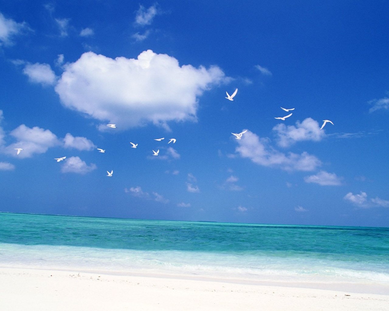 Обои небо, море, пляж, горизонт, облако, волна, птицы, океан, the sky, sea, beach, horizon, cloud, wave, birds, the ocean разрешение 1920x1200 Загрузить