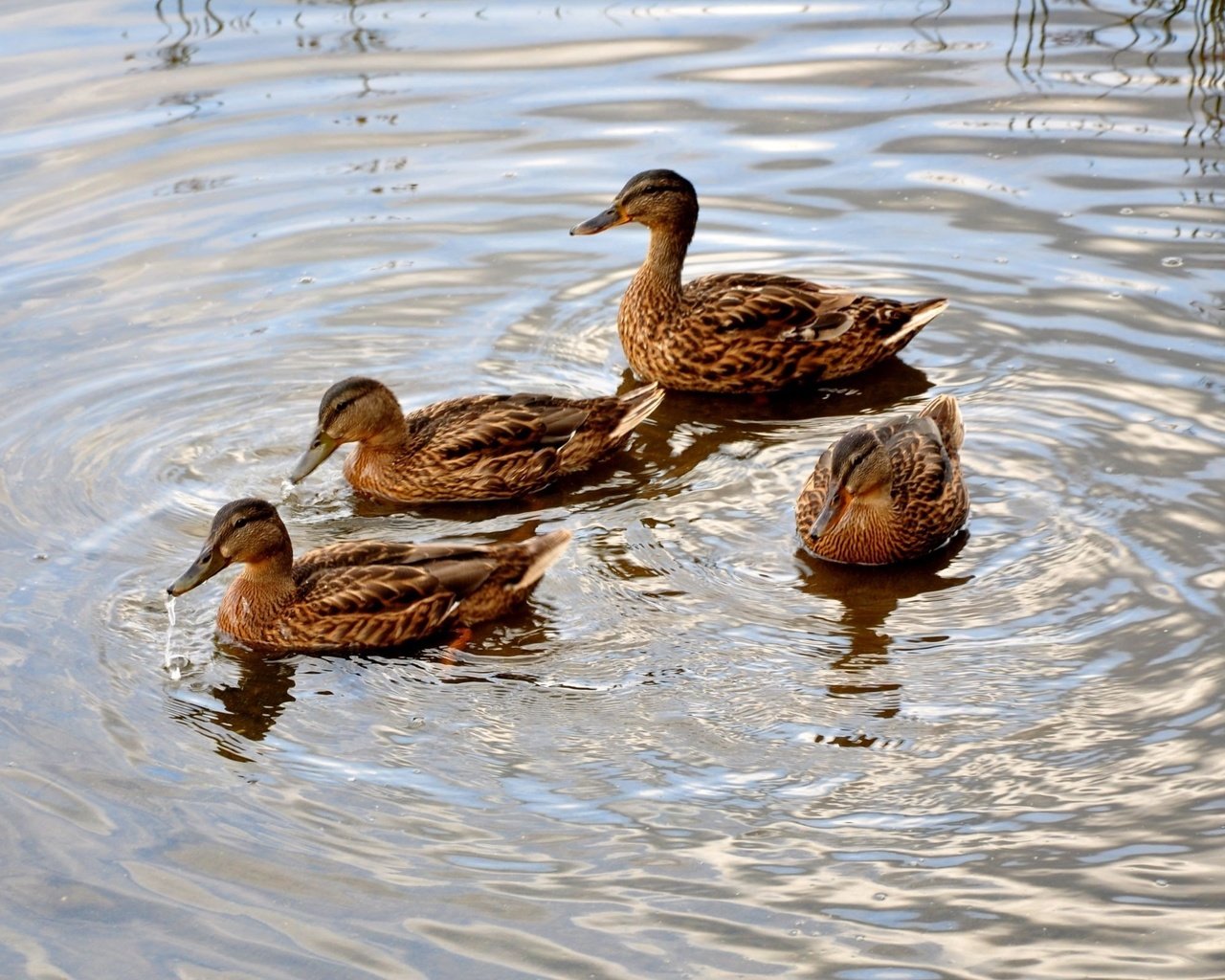 Обои вода, круги, пруд, утки, water, circles, pond, duck разрешение 2560x1600 Загрузить