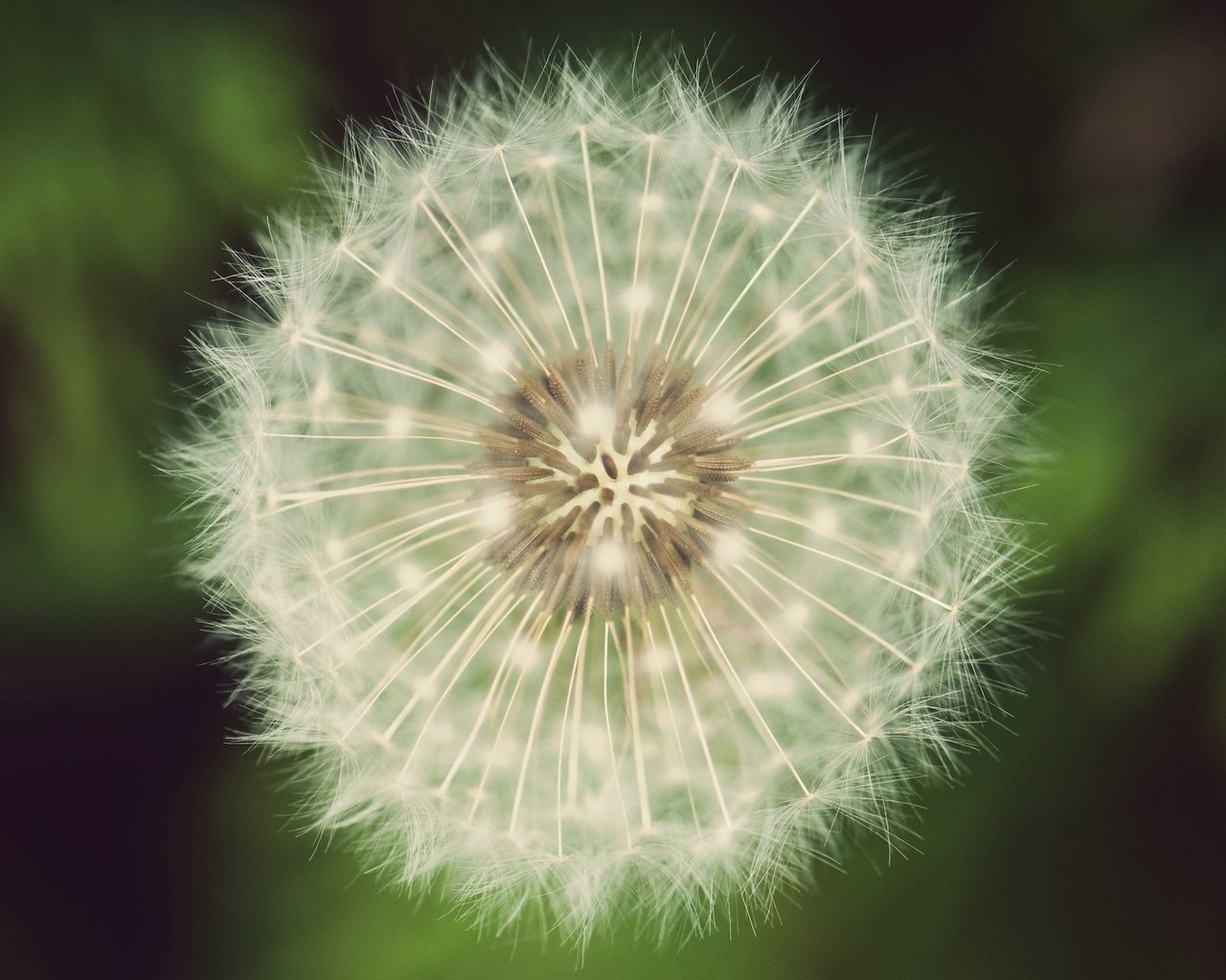 Обои зелёный, одуванчик, пух, green, dandelion, fluff разрешение 2560x1600 Загрузить