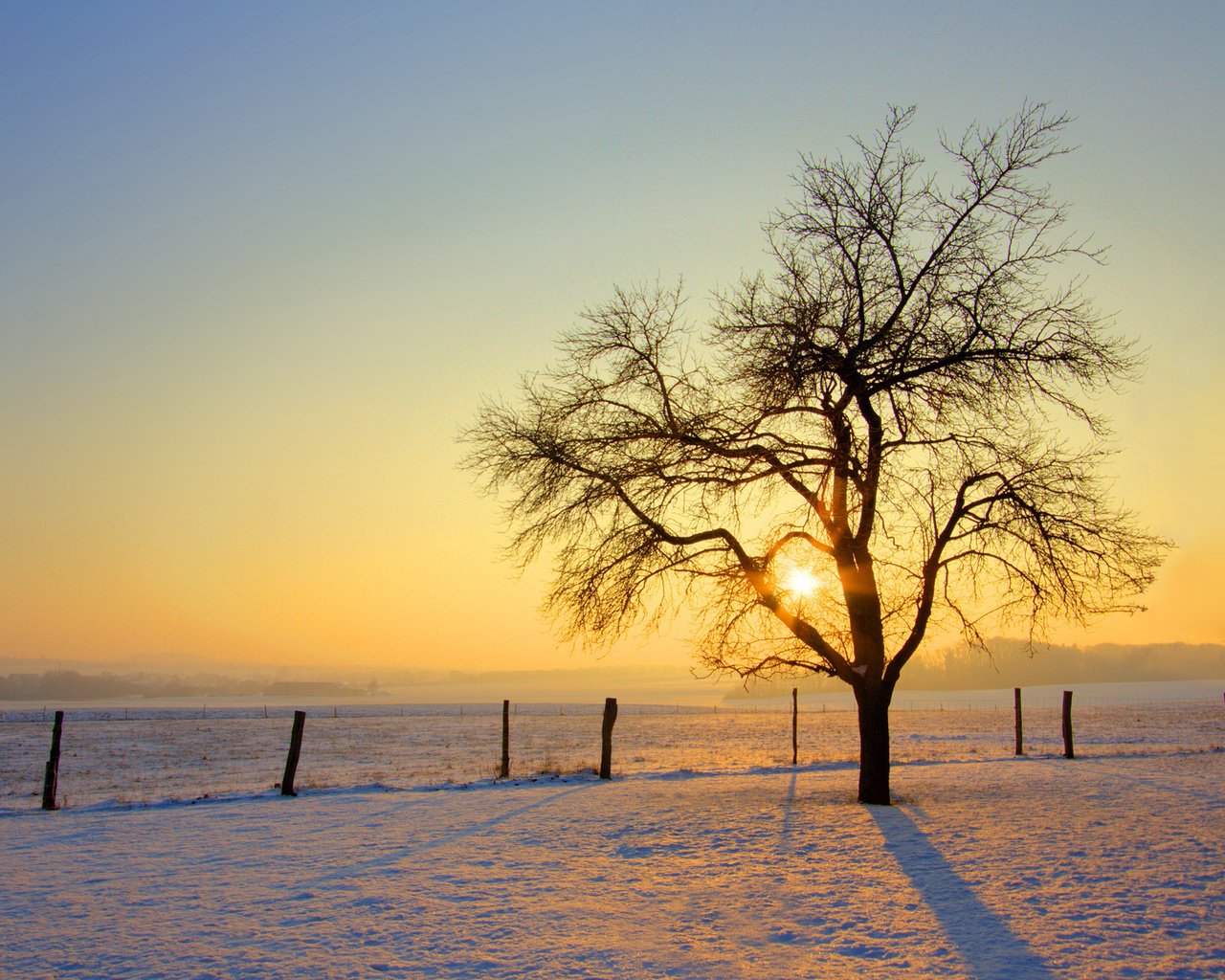 Обои солнце, снег, дерево, обои, зима, фото, the sun, snow, tree, wallpaper, winter, photo разрешение 2560x1600 Загрузить