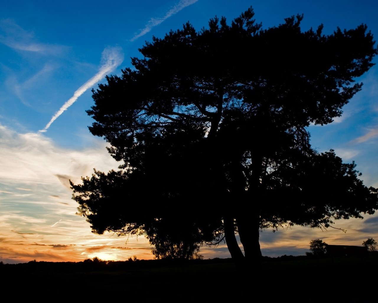 Обои небо, дерево, закат, тень, the sky, tree, sunset, shadow разрешение 1920x1200 Загрузить