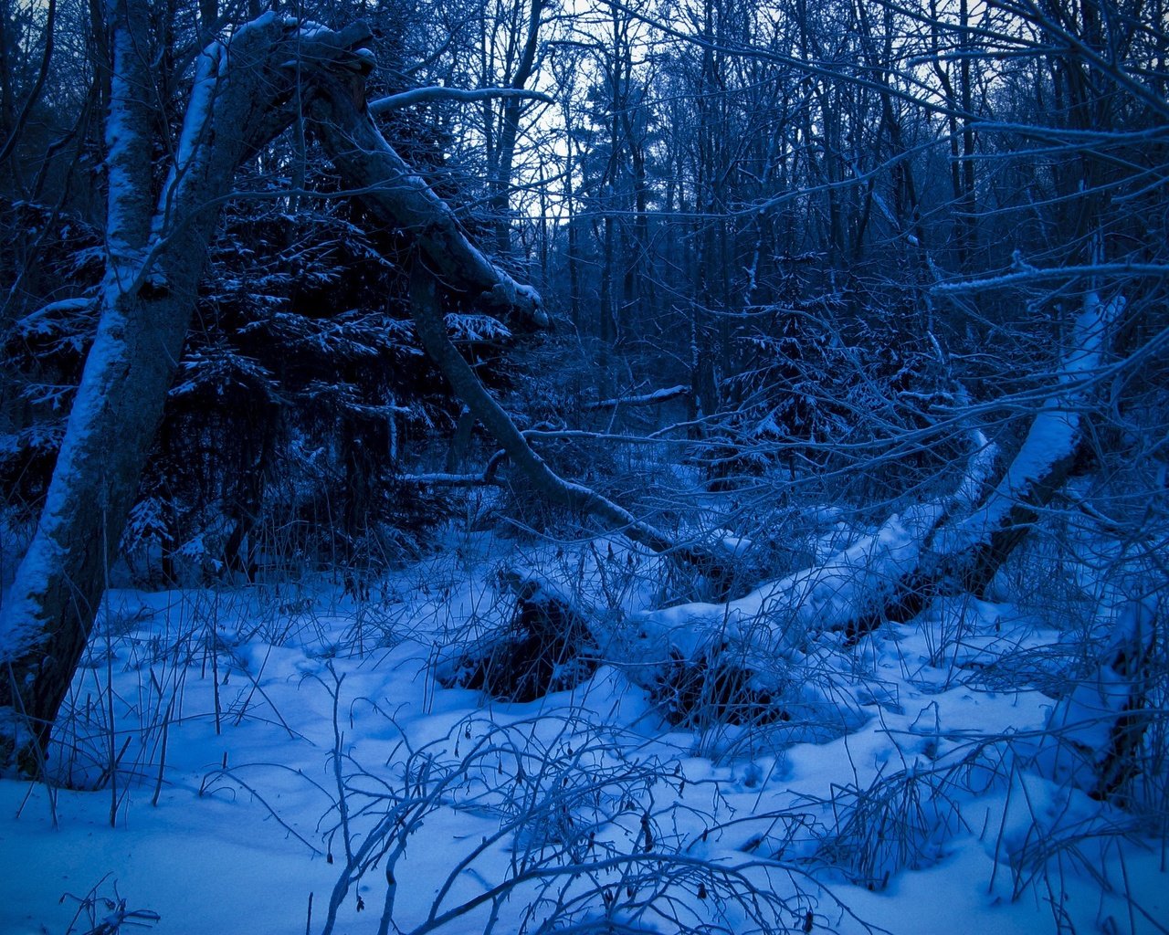 Обои лес, зима, синий, forest, winter, blue разрешение 2272x1704 Загрузить