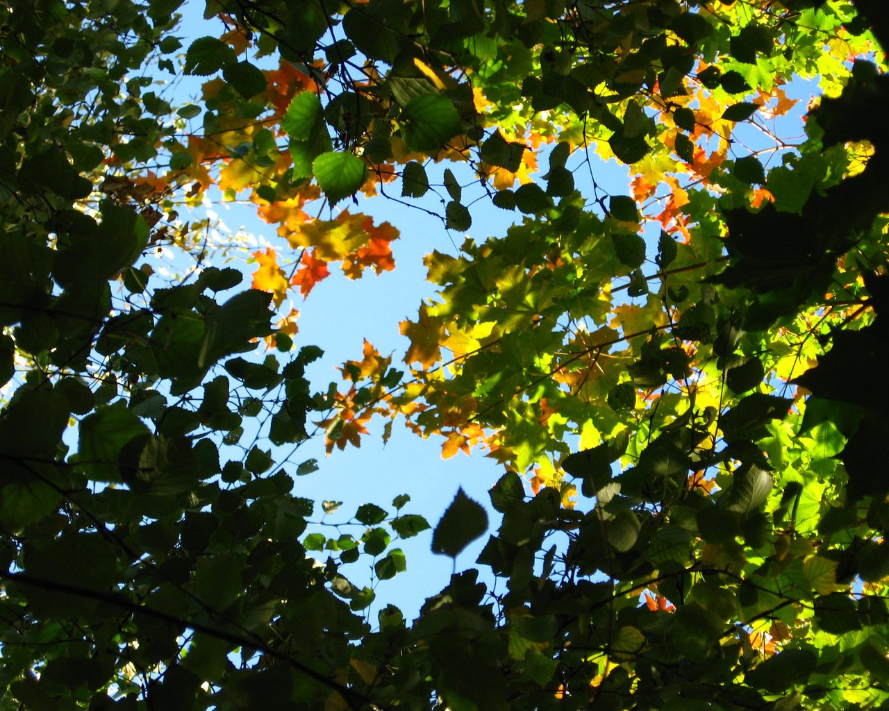 Обои небо, листья, ветки, the sky, leaves, branches разрешение 2816x2112 Загрузить