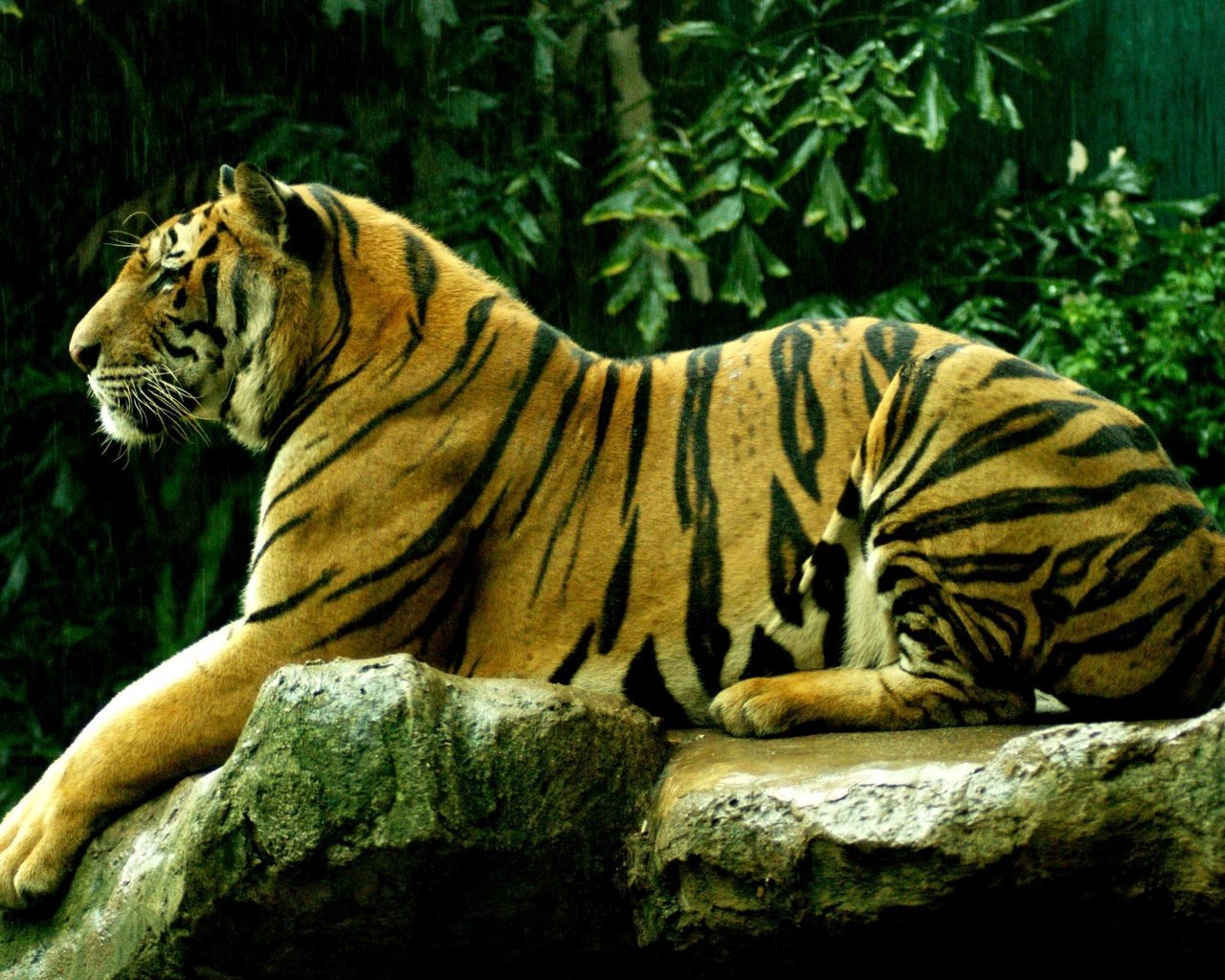 Обои тигр, дикие кошки, киски, киска, tiger, wild cats, pussy разрешение 2560x1600 Загрузить