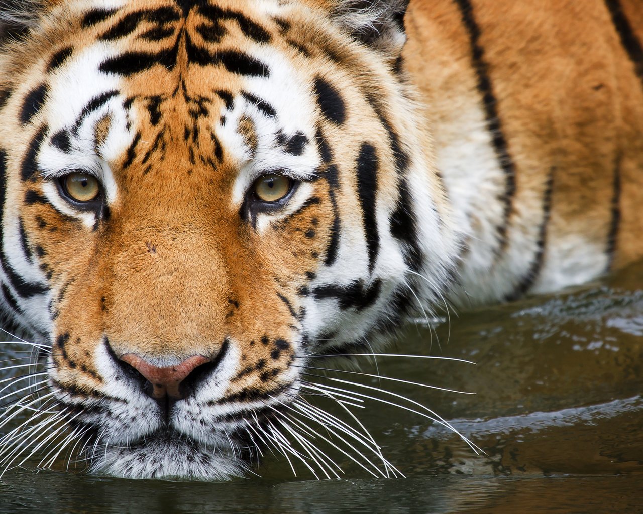 Обои тигр, вода, купание, tiger, water, bathing разрешение 2560x1600 Загрузить