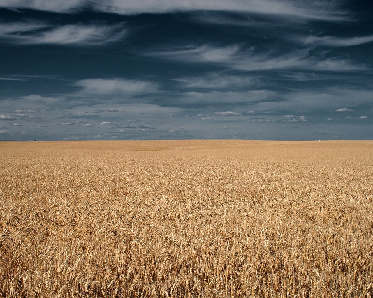 Обои небо, тучи, поле, горизонт, колосья, the sky, clouds, field, horizon, ears разрешение 1920x1200 Загрузить