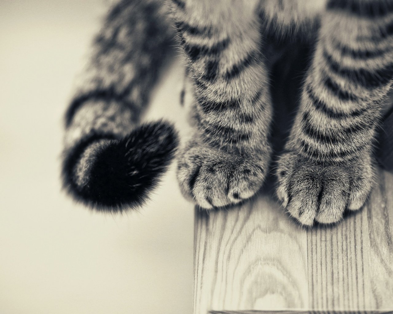 Обои кот, лапы, чёрно-белое, стол, хвост, крупным планом, cat, paws, black and white, table, tail, closeup разрешение 2560x1600 Загрузить