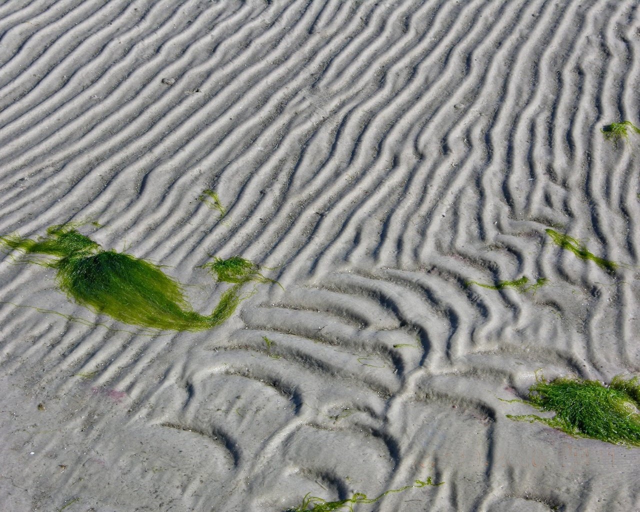 Обои линии, песок, водоросли, line, sand, algae разрешение 1920x1440 Загрузить