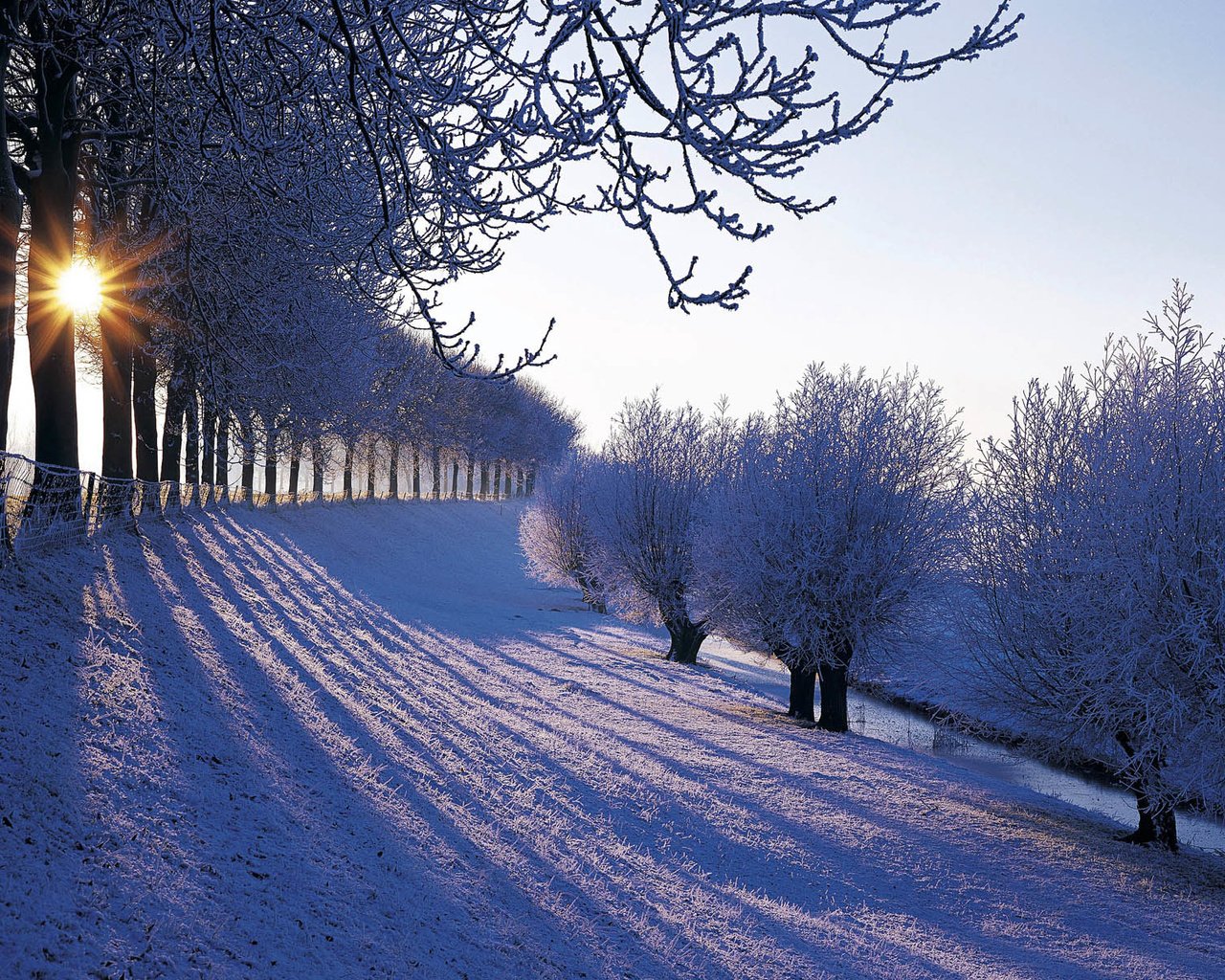 Обои деревья, снег, зима, иней, нидерланды, trees, snow, winter, frost, netherlands разрешение 1920x1200 Загрузить