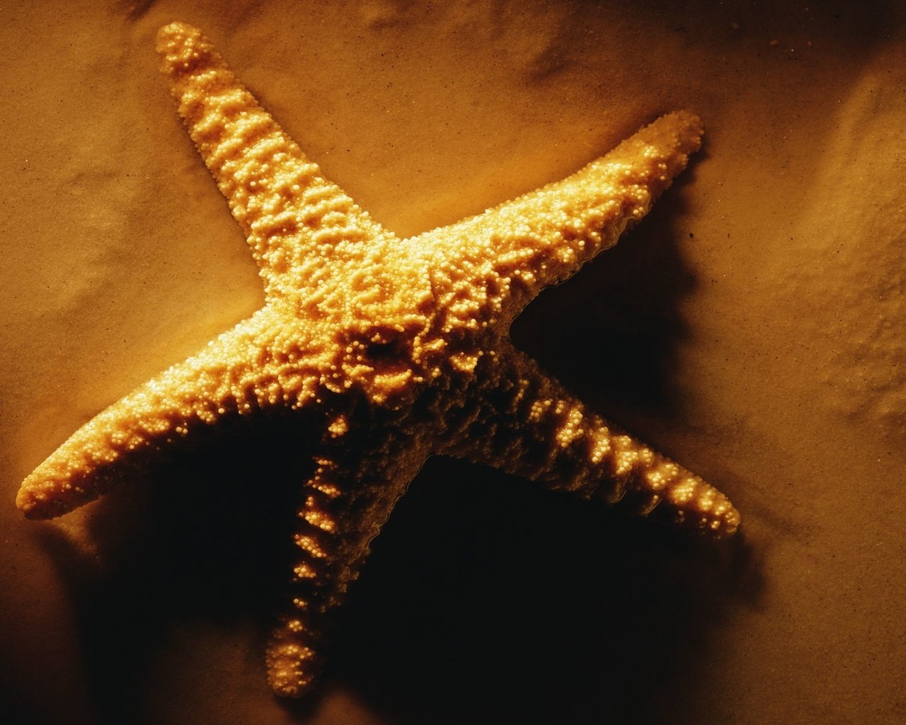 Обои песок, звезда, sand, star разрешение 1920x1200 Загрузить