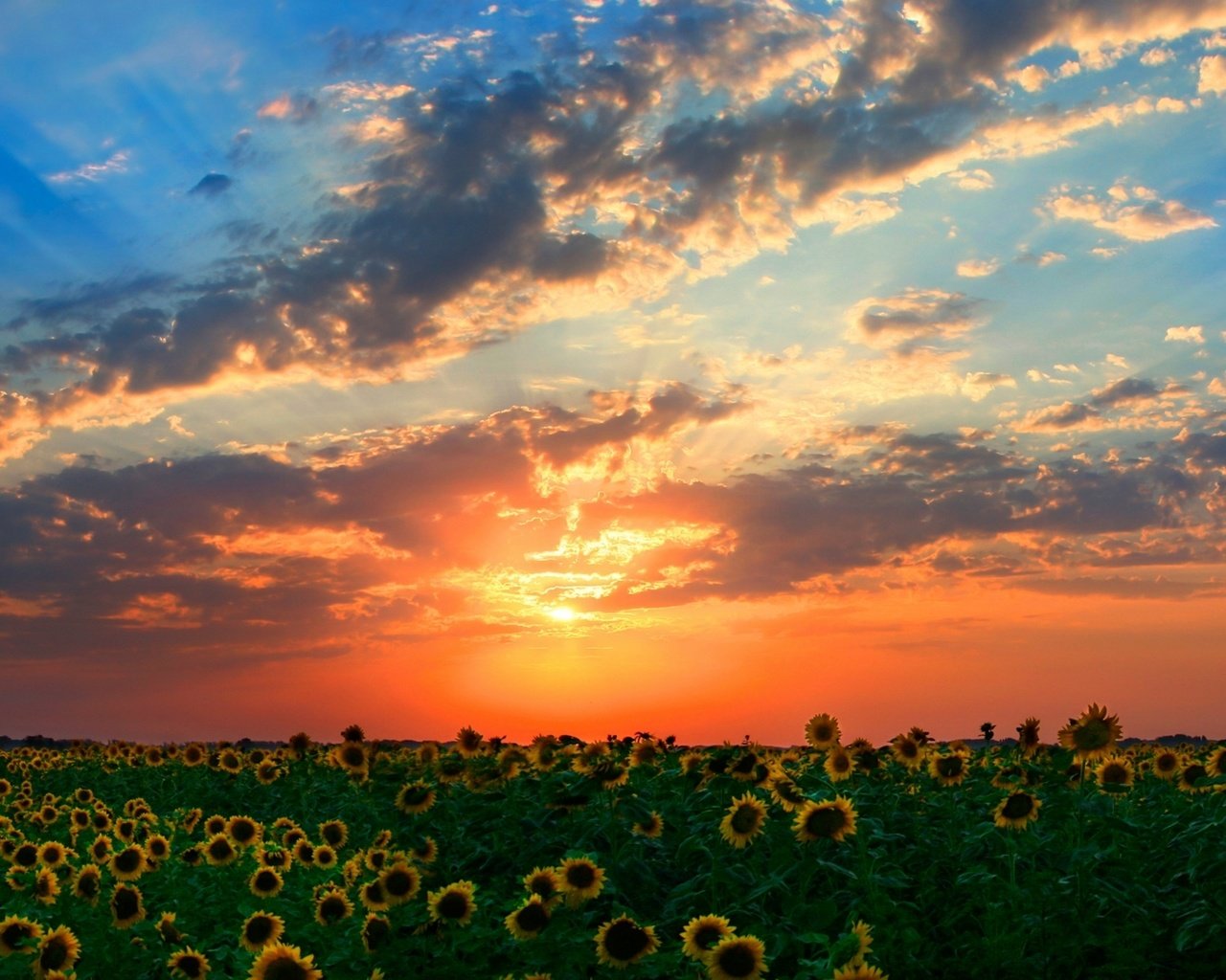 Обои закат, лучи, поле, подсолнухи, солнца, sunset, rays, field, sunflowers, the sun разрешение 1920x1080 Загрузить