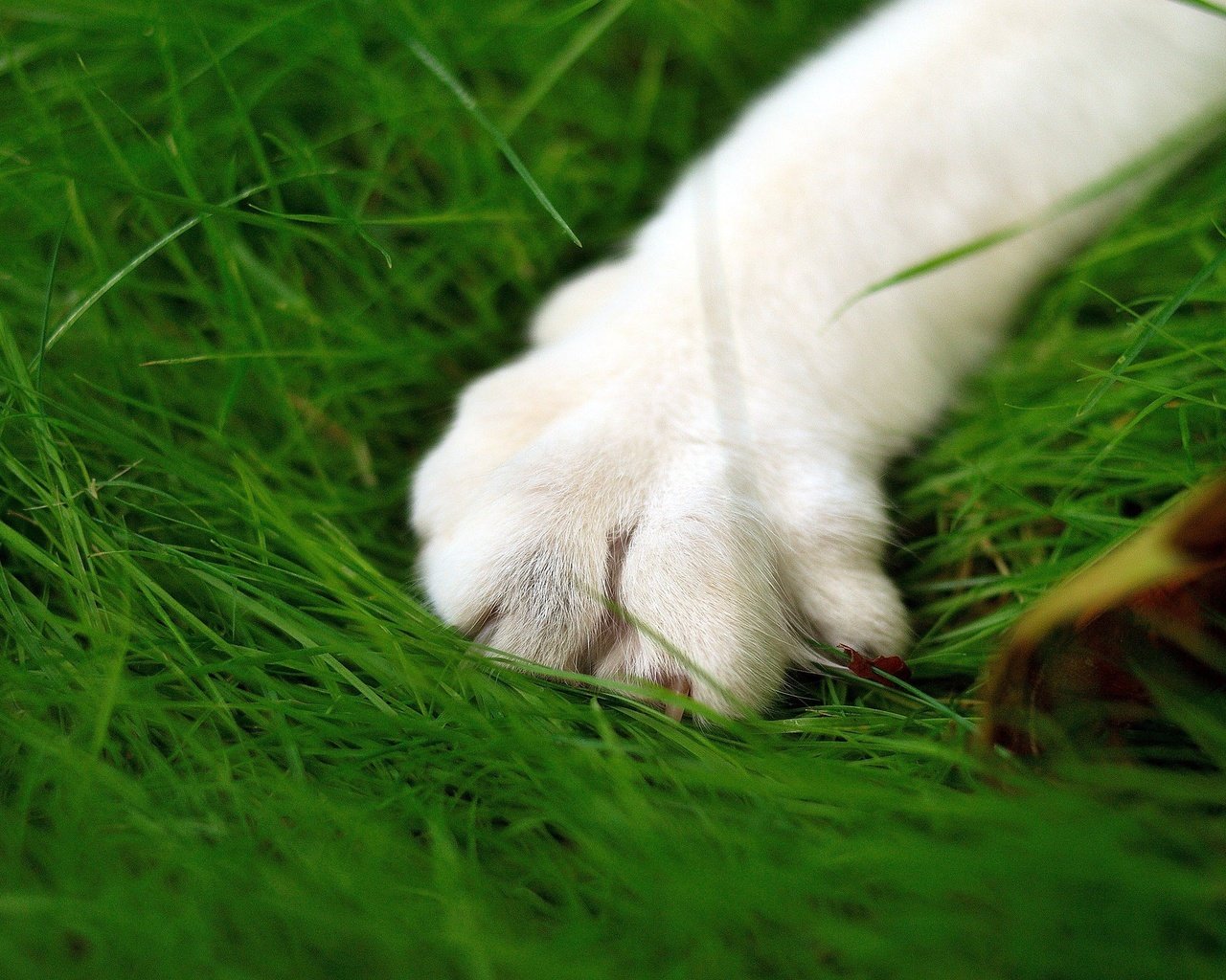 Обои зелень, кошка, лапа, макросьемка, greens, cat, paw, microsemi разрешение 2560x1600 Загрузить