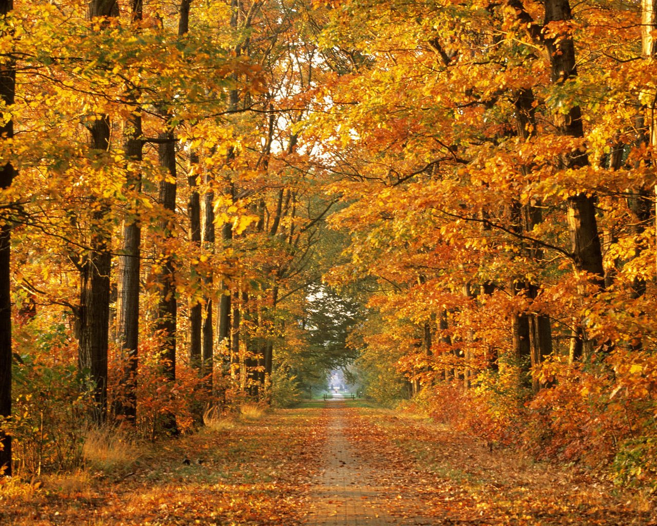 Осенний лес вертикальные