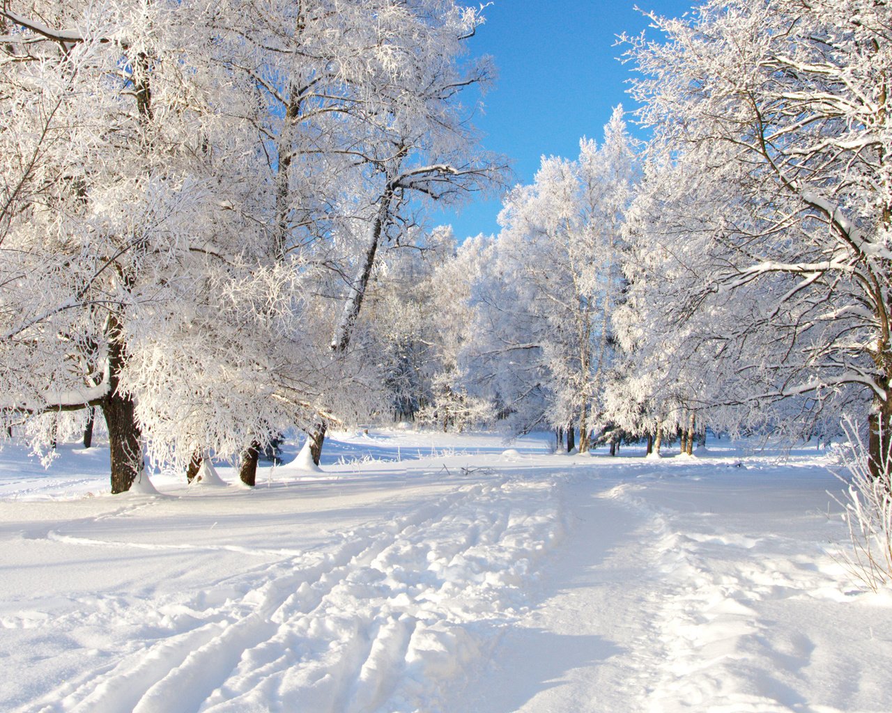 Обои деревья, снег, дорожка, trees, snow, track разрешение 2560x1600 Загрузить