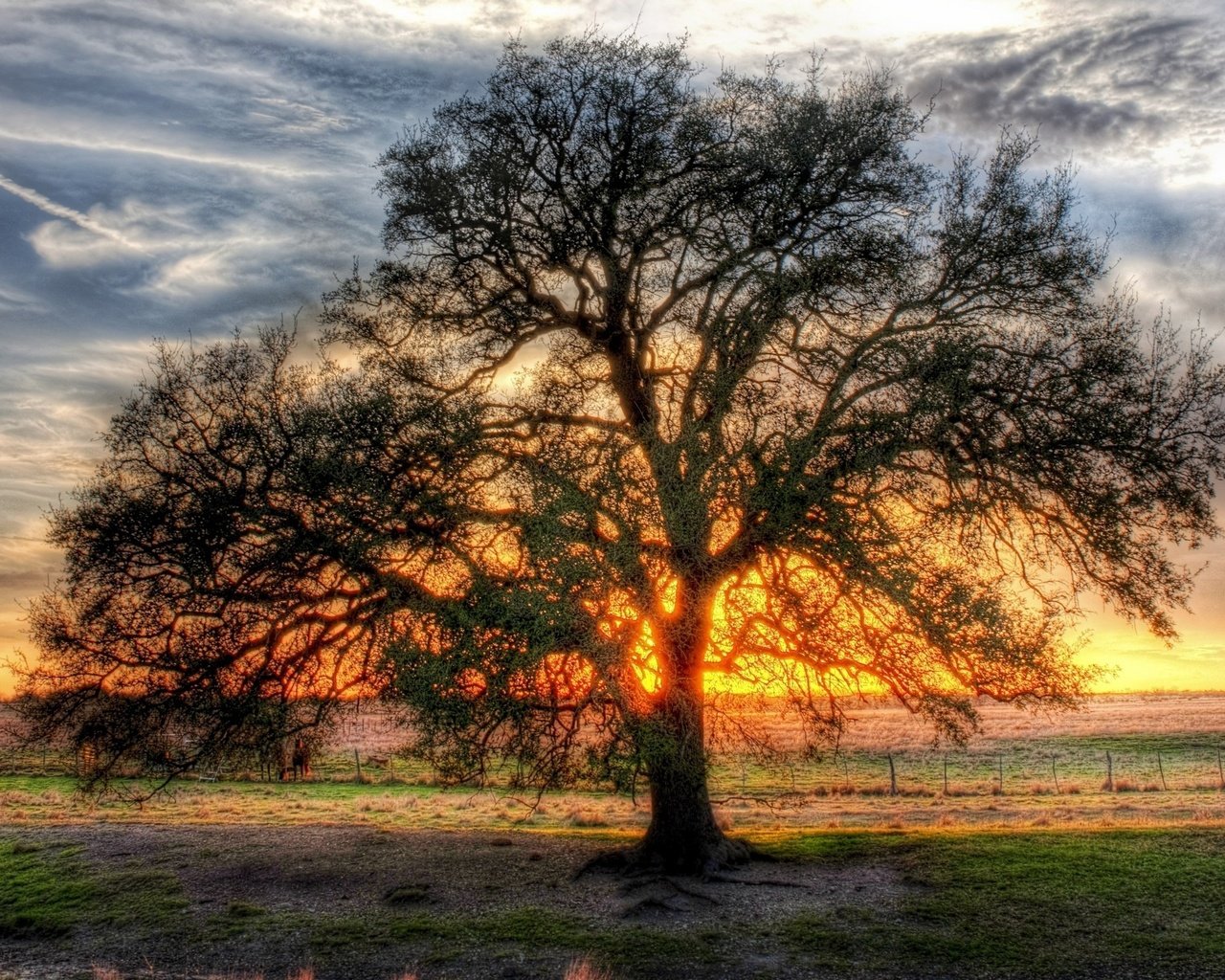 Обои дерево, поле, солнца, ветвистое, просвет, tree, field, the sun, branched, clearance разрешение 2560x1600 Загрузить