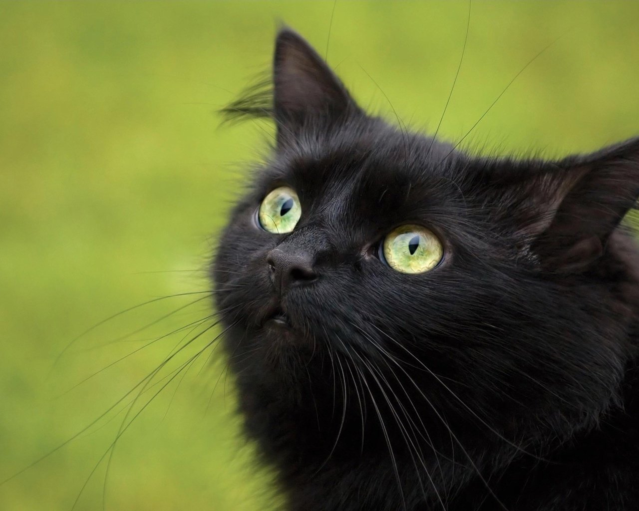 Обои кошка, взгляд, черный, cat, look, black разрешение 1920x1200 Загрузить