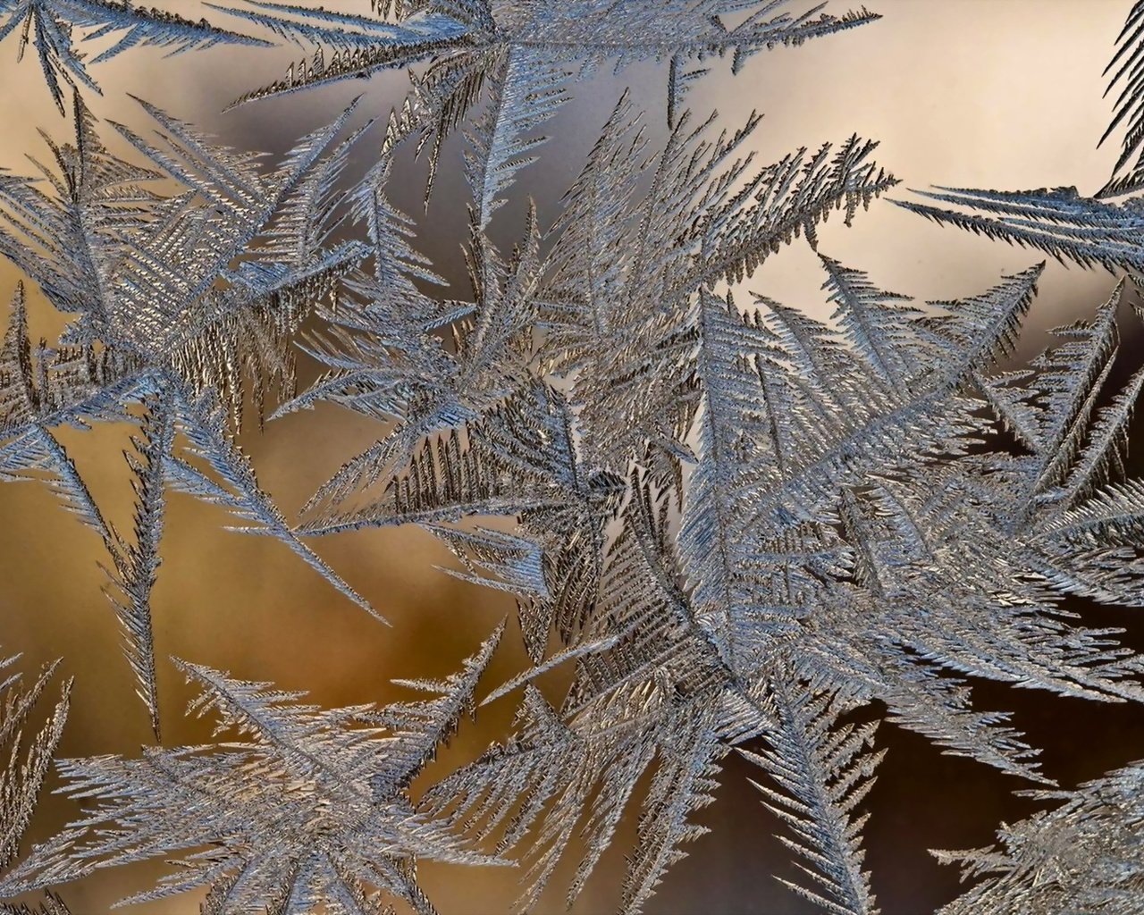 Обои зима, стекло, наледь, winter, glass, frost разрешение 1920x1200 Загрузить