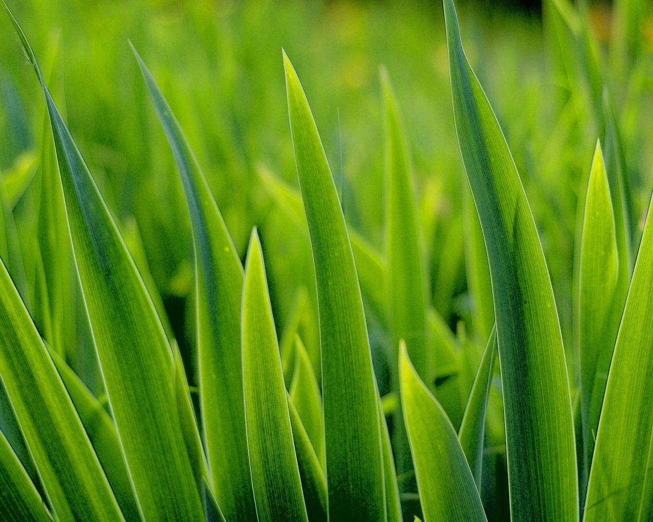 Обои трава, макро, зеленая, grass, macro, green разрешение 2560x1600 Загрузить