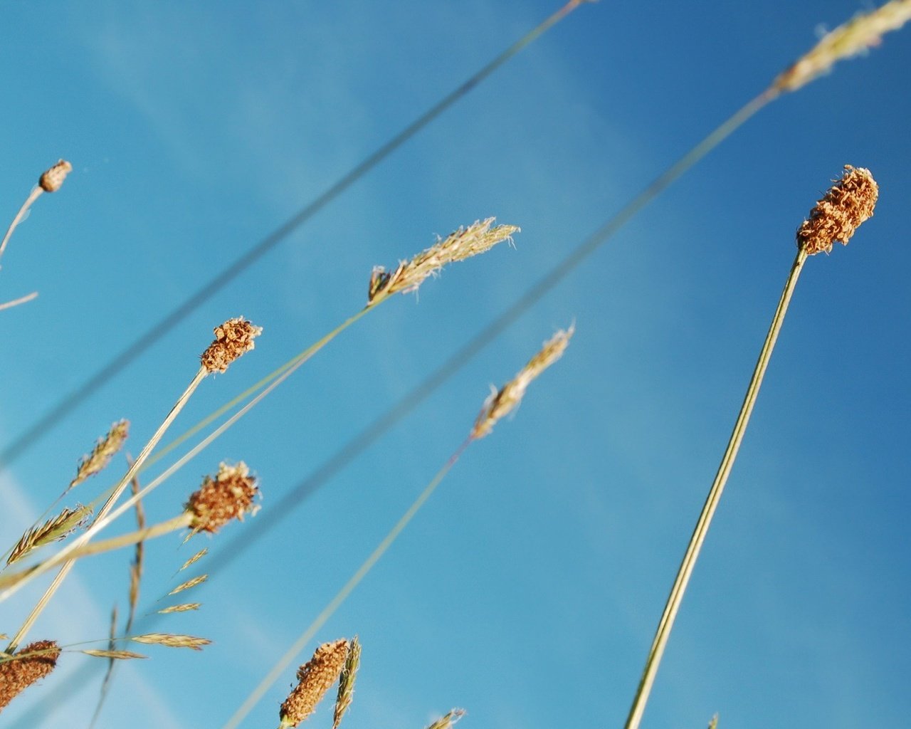 Обои небо, растения, синий, стебли, the sky, plants, blue, stems разрешение 1920x1200 Загрузить