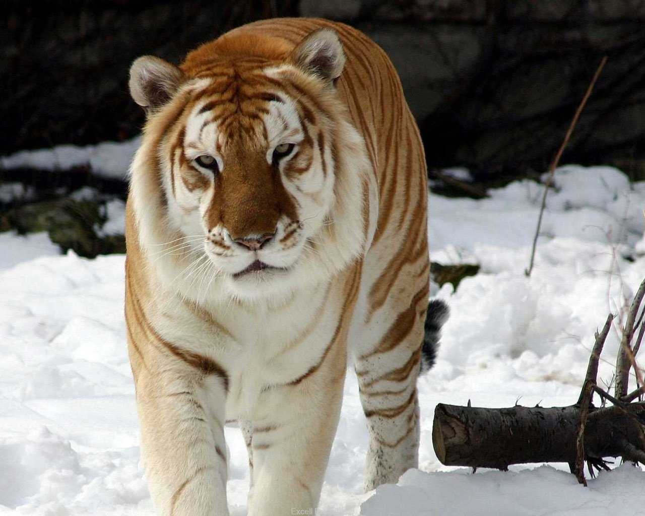 Обои тигр, снег, зима, животное, snow tiger, золотой тигр, tiger, snow, winter, animal, golden tiger разрешение 1920x1200 Загрузить