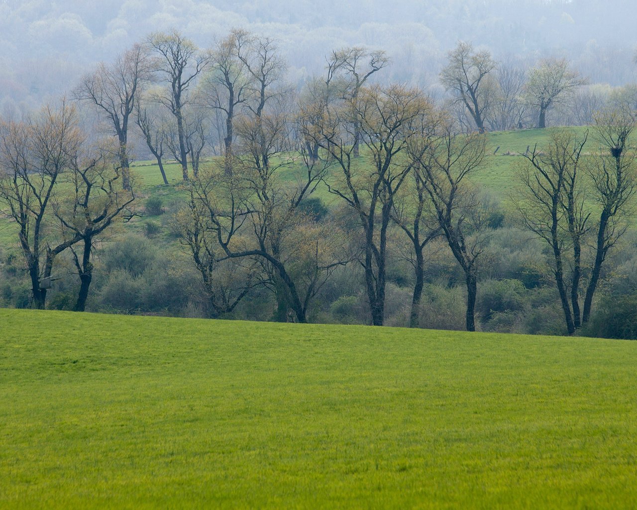 Обои трава, деревья, зелень, лес, поле, луг, весна, grass, trees, greens, forest, field, meadow, spring разрешение 2560x1600 Загрузить