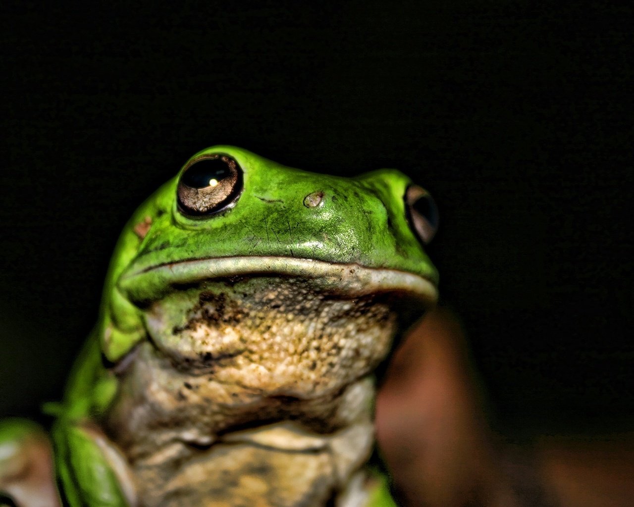 Обои лягушка, темный фон, жаба, frog, the dark background, toad разрешение 1920x1200 Загрузить