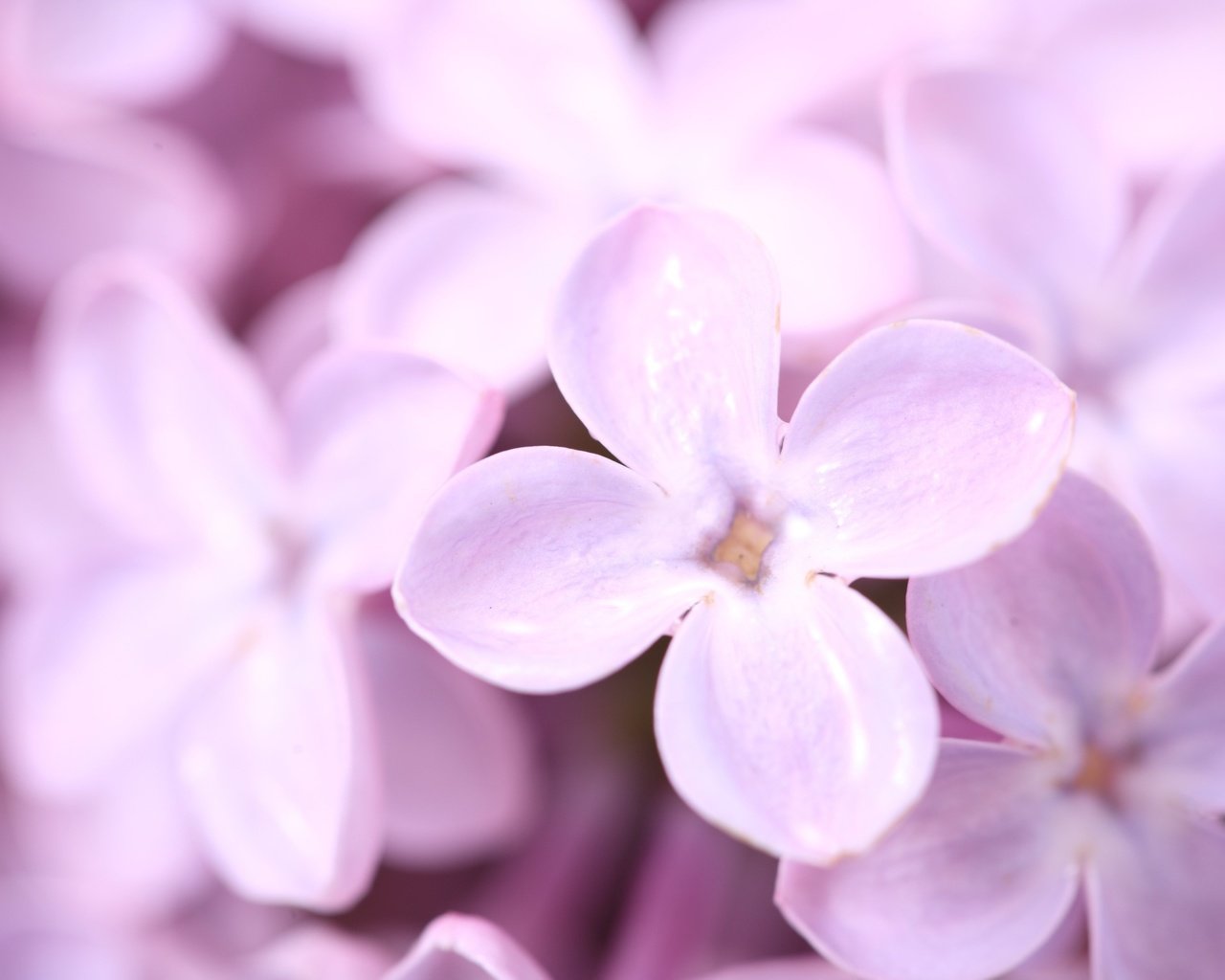 Обои цветы, лепестки, весна, сирень, фиолетовое, flowers, petals, spring, lilac, purple разрешение 4368x2912 Загрузить