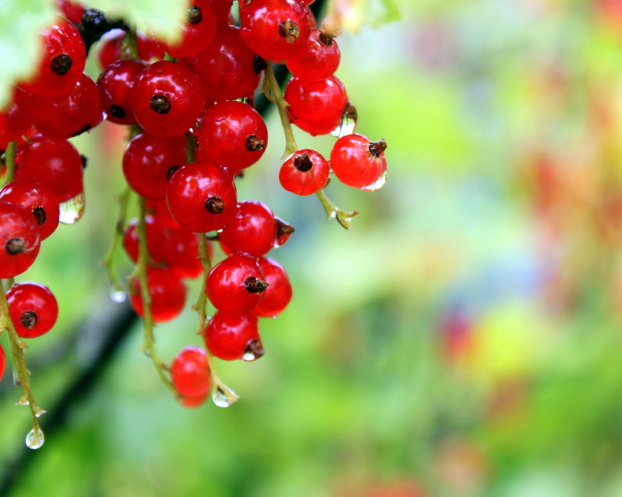 Обои капли, ягоды, красное, красная смородина, росса, смородина, drops, berries, red, red currant, ross, currants разрешение 4752x3168 Загрузить