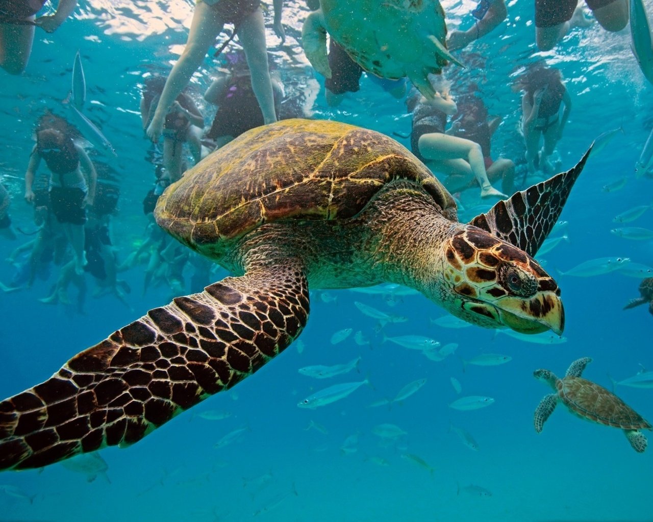 Обои черепаха, бисса, настоящая каретта, рептилия, hawksbill turtle, eretmochelys imbricata, барбадос, вест-индия, карибское море, turtle, bissa, a real honour to be, reptile, barbados, west indies, the caribbean sea разрешение 1920x1202 Загрузить