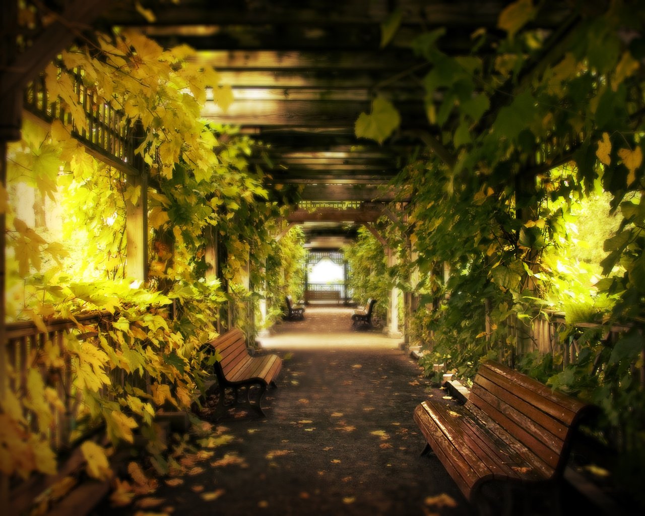 Обои листья, виноград, скамейки, коридор, leaves, grapes, benches, corridor разрешение 3084x2211 Загрузить