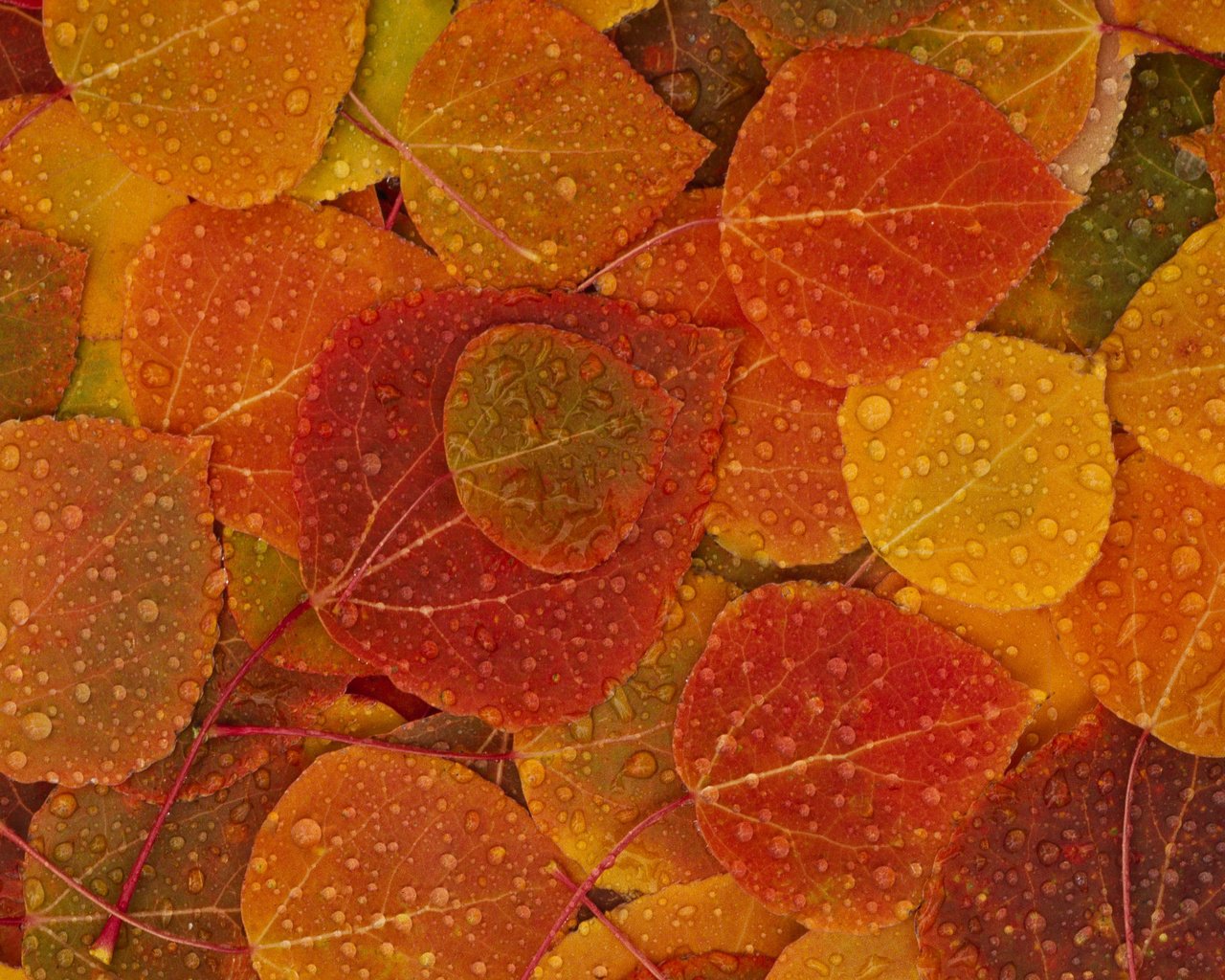 Обои листья, капли, осень, leaves, drops, autumn разрешение 2560x1600 Загрузить