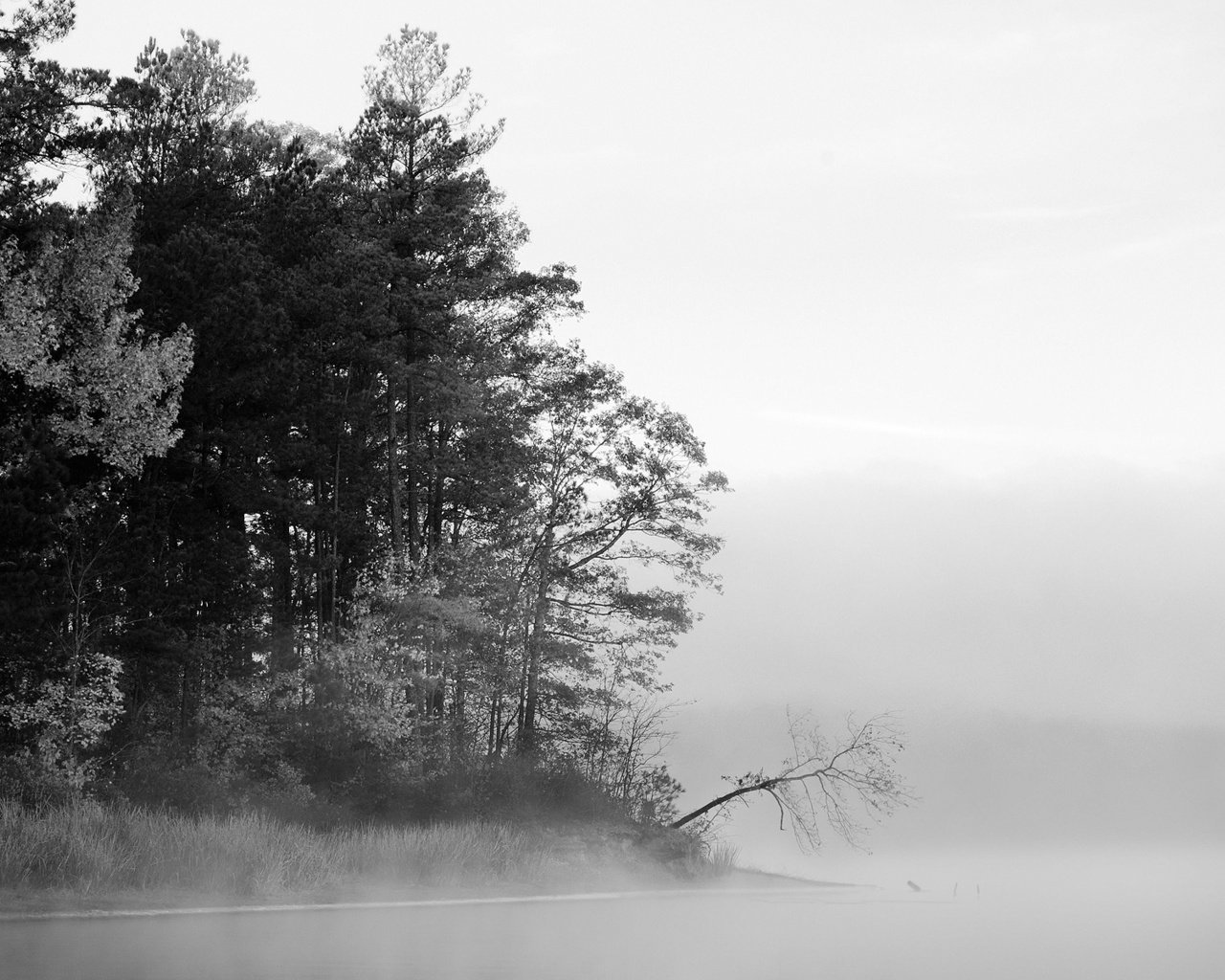 Обои деревья, вода, озеро, лес, туман, чёрно-белое, черно-белая, trees, water, lake, forest, fog, black and white разрешение 1920x1200 Загрузить