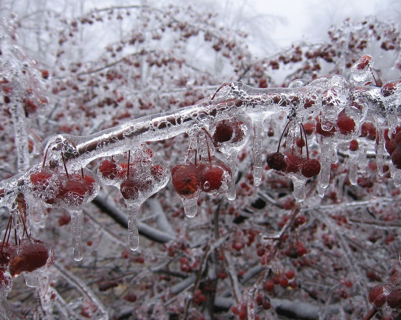 Обои зима, ветки, лёд, вишни, winter, branches, ice, cherry разрешение 2048x1536 Загрузить