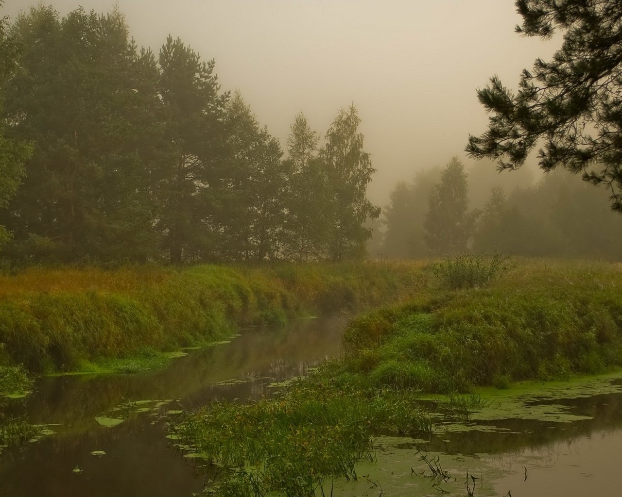 Обои лес, болото, туман, forest, swamp, fog разрешение 1920x1200 Загрузить