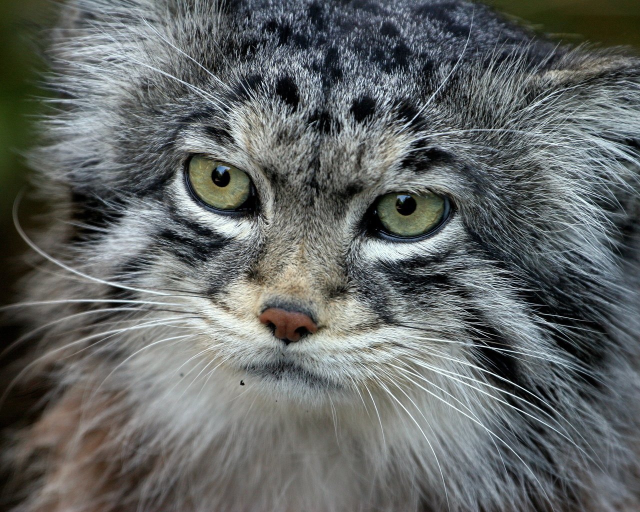 Обои кот, хищник, манул, палласов, cat, predator, manul, of pallas разрешение 3504x2336 Загрузить