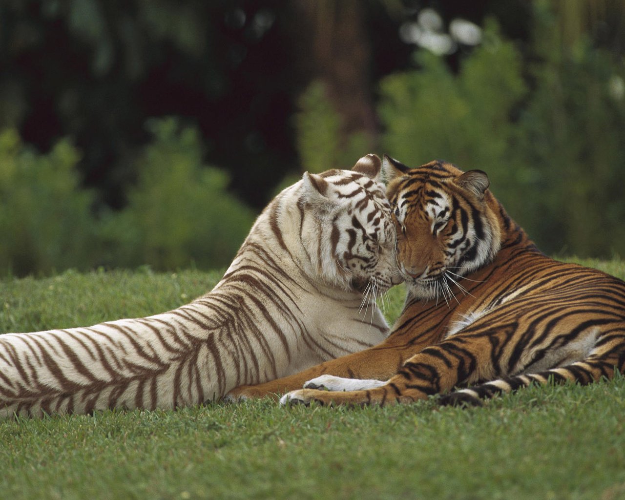 Обои тигр, хищник, любовь, пара, дикая кошка, tiger, predator, love, pair, wild cat разрешение 1920x1200 Загрузить