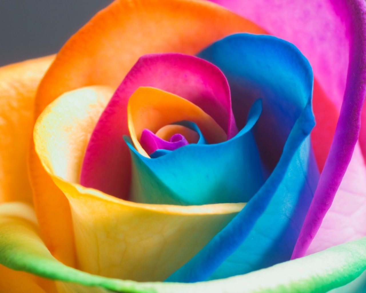 Обои роза, лепестки, бутон, цветные, rose, petals, bud, colored разрешение 2560x1600 Загрузить