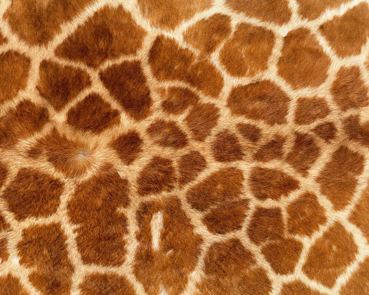 Обои обои, текстура, фон, кошка, леопард, шкура, жираф, мех, wallpaper, texture, background, cat, leopard, skin, giraffe, fur разрешение 1920x1200 Загрузить